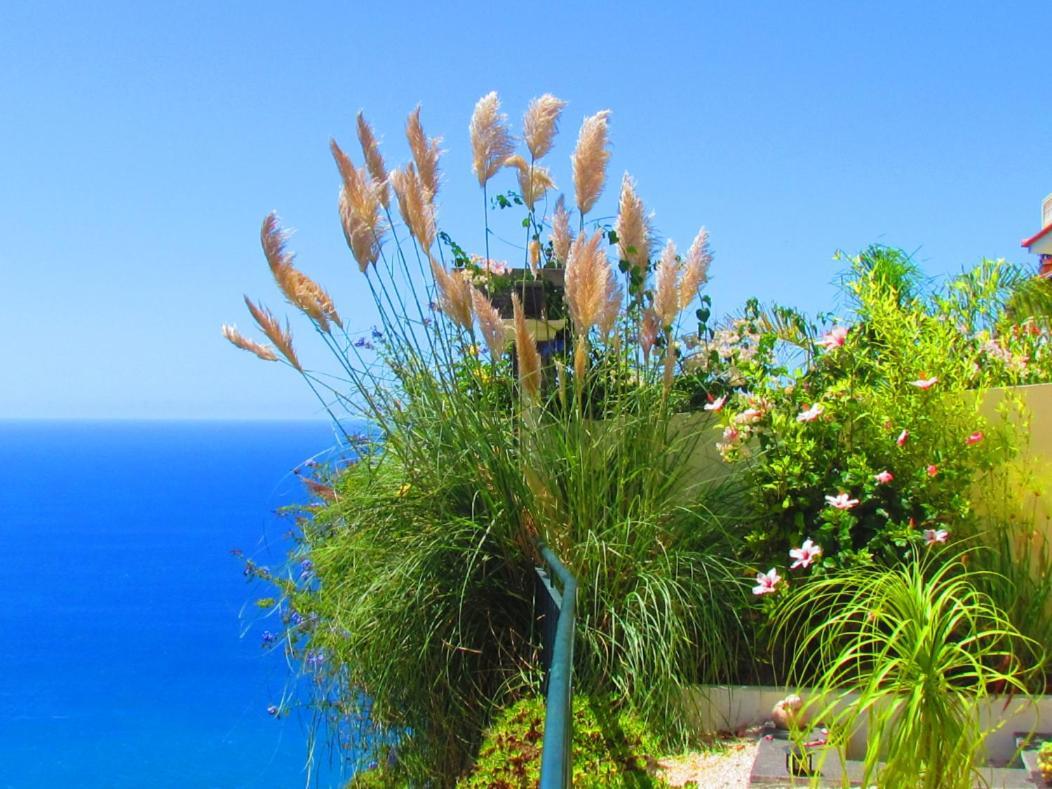 Casa Serena Apartments Arco da Calheta  Extérieur photo